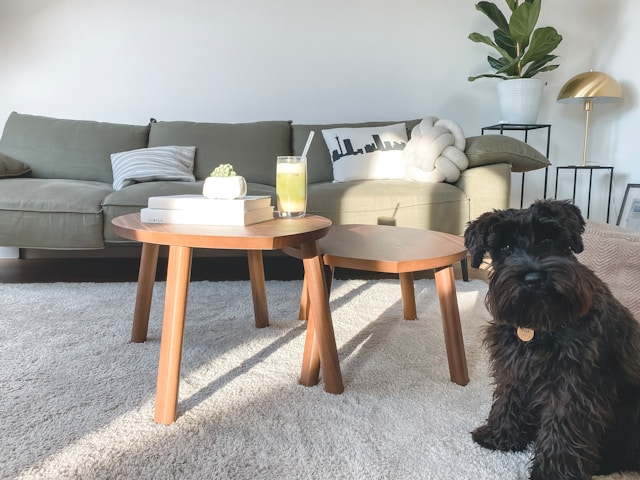 How Long Does It Take for Carpet to Dry After Cleaning?