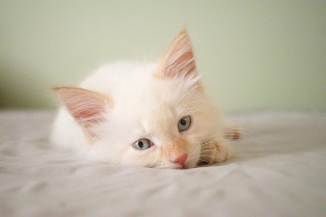 How to Clean Cat Pee from Carpet?