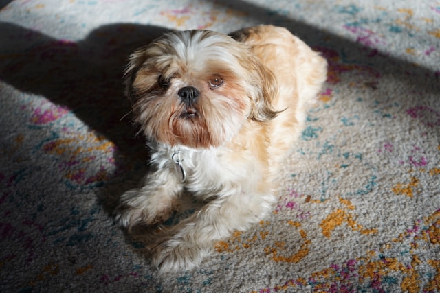 How to Get Dog Poop Out of Carpet?