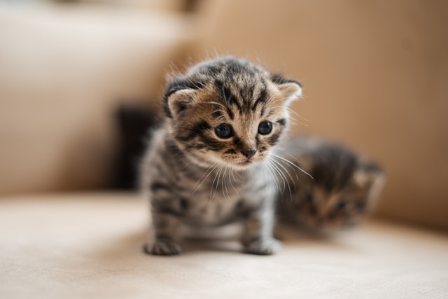 Step-by-Step: Fresh Cat Urine on Carpet